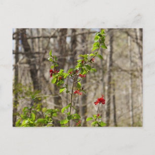Wilde Azaleaboom in Smoky Mountains Briefkaart