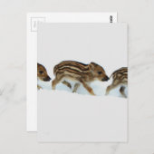 wilde biggen in de sneeuw , Duitsland Briefkaart (Voorkant / Achterkant)