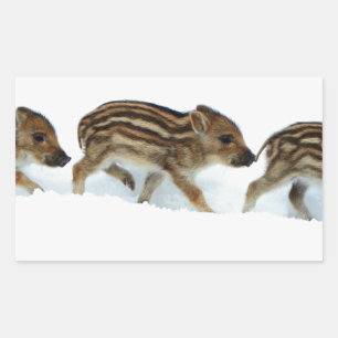 wilde biggen in de sneeuw , Duitsland Rechthoekige Sticker