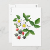 Wilde Blackberries Briefkaart (Voorkant / Achterkant)