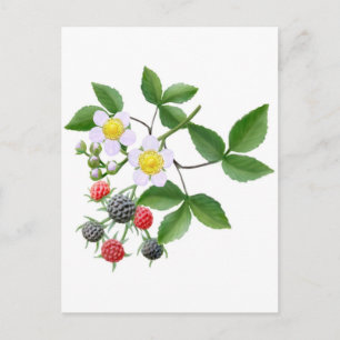 Wilde Blackberries Briefkaart