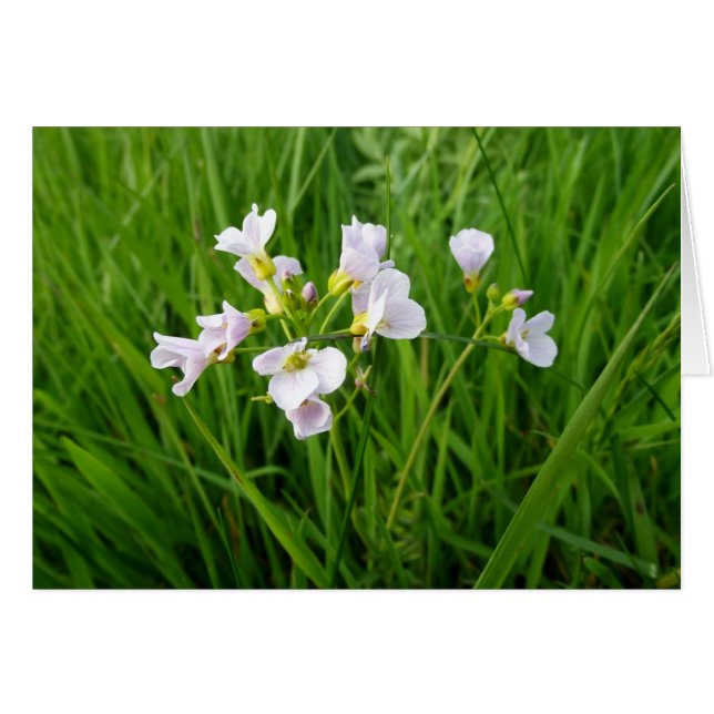 Wilde bloem (Voorkant Horizontaal)