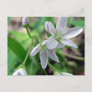 Wilde bloem briefkaart