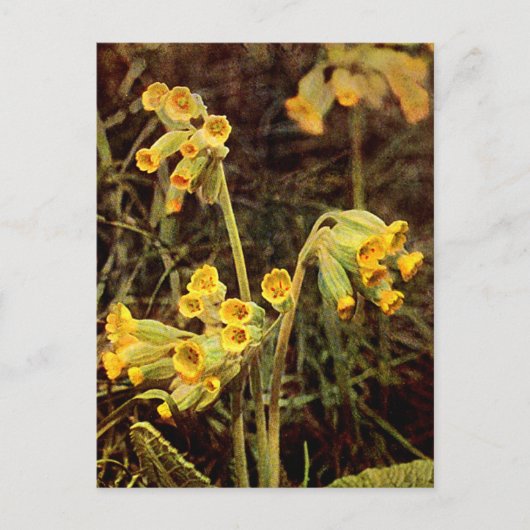 Wilde bloem: Cowslip Briefkaart (Voorkant)