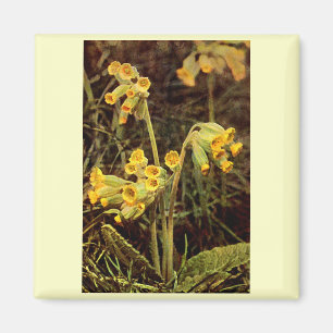 Wilde bloem: Cowslip Magneet