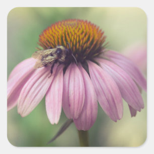 Wilde bloem - Paarse Conefloer / Echinacea Vierkante Sticker