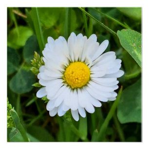 Wilde Bloem Roemenië – Botanische Macro Fotografie Perfect Poster