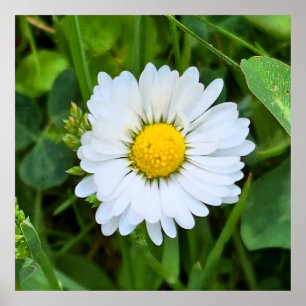 Wilde Bloem Roemenië – Botanische Macro Fotografie Poster
