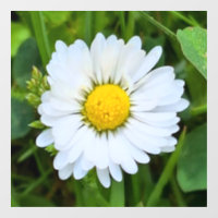 Wilde Bloem Roemenië – Botanische Macro Fotografie
