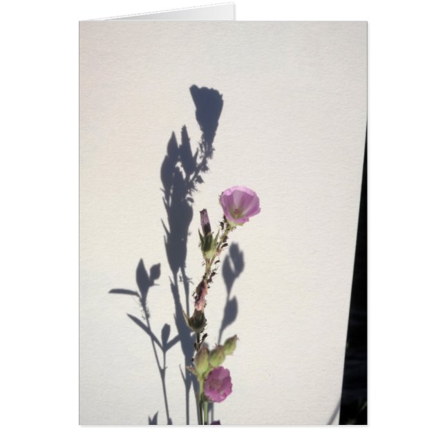 Wilde bloem Schaduw 2014 (Voorkant)