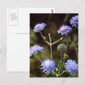 Wilde bloem: veldscabiel briefkaart (Voorkant / Achterkant)