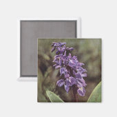 Wilde bloem: Vroege Paarse orchideeën Magneet (Voorkant / Achterkant)