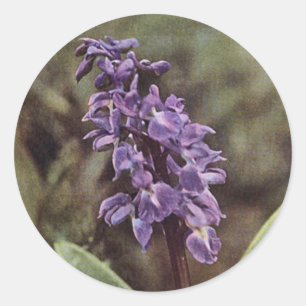 Wilde bloem: Vroege Paarse orchideeën Ronde Sticker