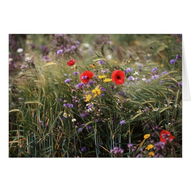Wilde bloemen (Voorkant Horizontaal)