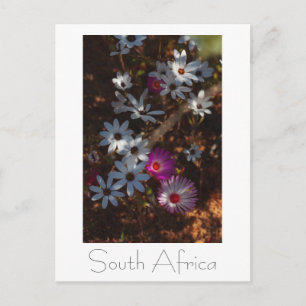 Wilde Bloemen aan de Westkust van Zuid-Afrika Briefkaart