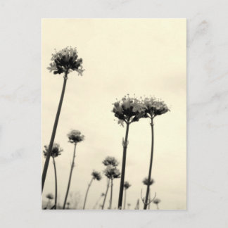 Wilde bloemen (B&W) Briefkaart