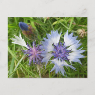 Wilde bloemen: Blauwe korenbloemen DIY Briefkaart