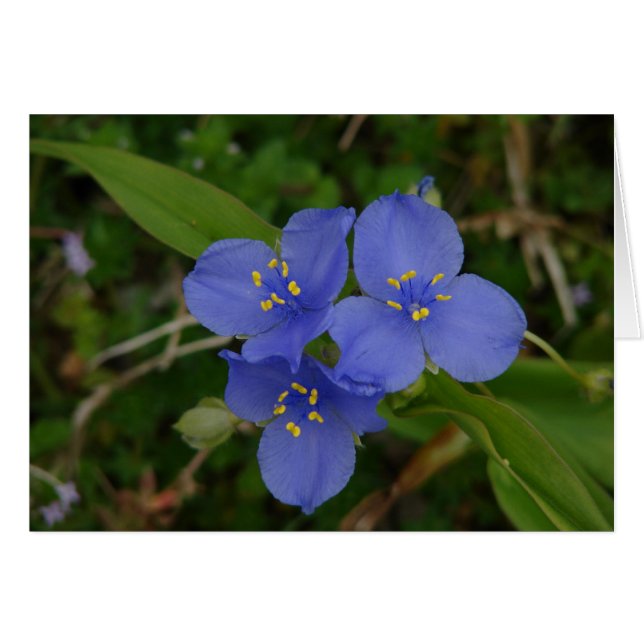 Wilde bloemen Blauwe Spiderwort Hot Springs AR Gif (Voorkant Horizontaal)