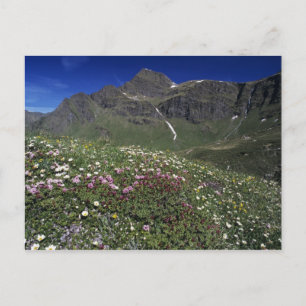 Wilde bloemen, bloeiend, Alpen, Zwitserland Briefkaart