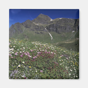 Wilde bloemen, bloeiend, Alpen, Zwitserland Magneet