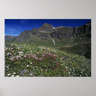 Wilde bloemen, bloeiend, Alpen, Zwitserland Poster
