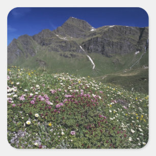 Wilde bloemen, bloeiend, Alpen, Zwitserland Vierkante Sticker