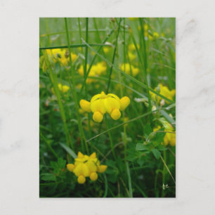 wilde bloemen briefkaart