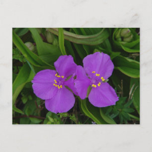 Wilde bloemen Fuchsia Spiderwort Geschenken Warmwa Briefkaart