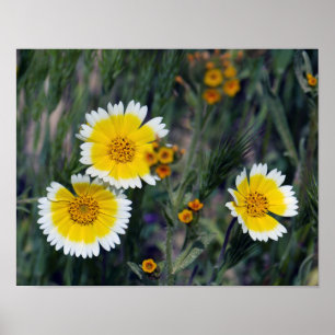 Wilde bloemen Geel en witte zonnebloemen Poster