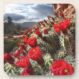 Wilde bloemen - Grand Canyon - Arizona Drankjes Onderzetter