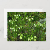 Wilde bloemen II Briefkaart (Voorkant / Achterkant)