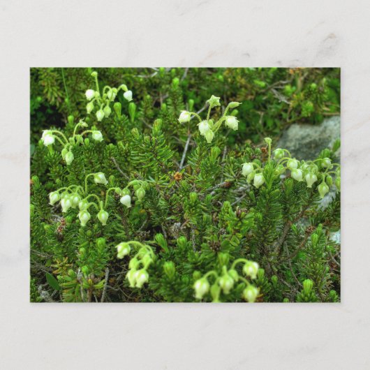 Wilde bloemen II Briefkaart (Voorkant)