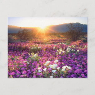 Wilde bloemen in de zon   Anza-Borrego-woestijn Briefkaart