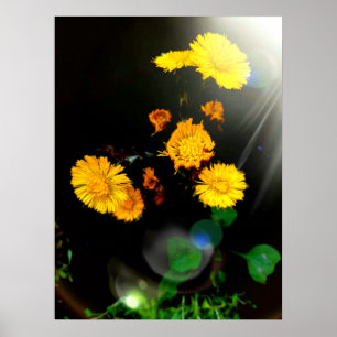 Wilde bloemen in de zon poster