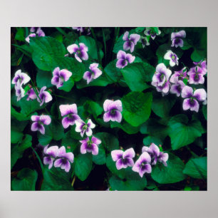 Wilde bloemen in het bos poster