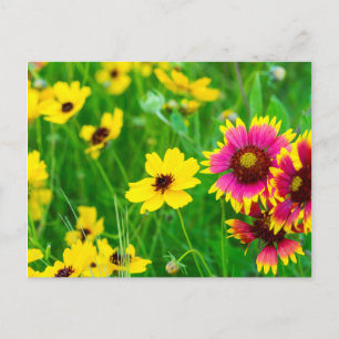 Wilde bloemen in Prairie in Hill Country Briefkaart