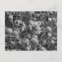 Wilde bloemen in zwart-wit