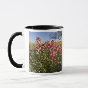 Wilde bloemen langs de weg in Texas, lente Mok