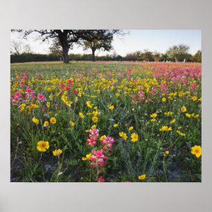 Wilde bloemen langs de weg in Texas, lente Poster