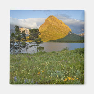 Wilde bloemen langs Swiftcurrent Lake in de Many Magneet