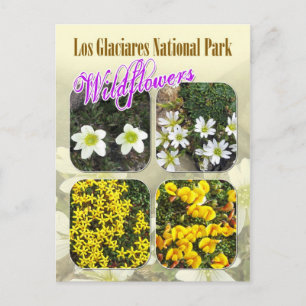Wilde bloemen, Los Glaciares National Park Briefkaart