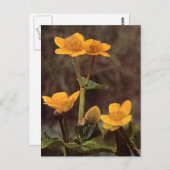 Wilde bloemen: Marsh Marigold Briefkaart (Voorkant / Achterkant)