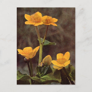 Wilde bloemen: Marsh Marigold Briefkaart