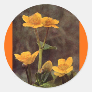 Wilde bloemen: Marsh Marigold Ronde Sticker