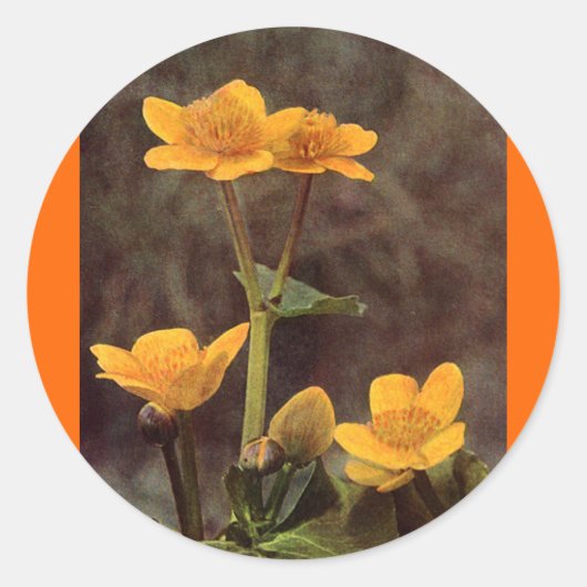 Wilde bloemen: Marsh Marigold Ronde Sticker (Voorkant)
