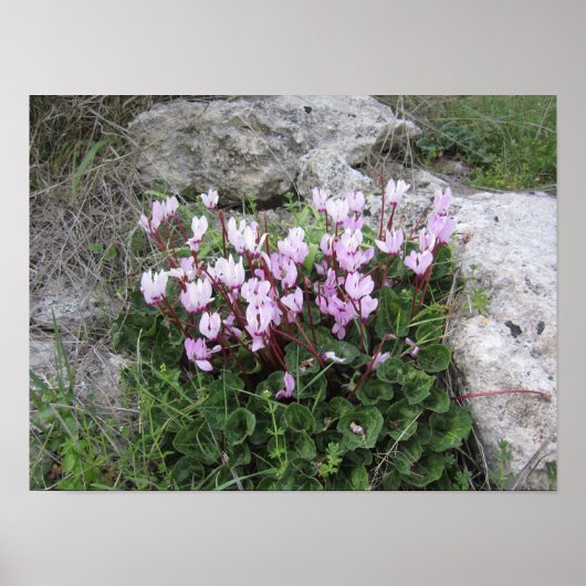 Wilde Bloemen Poster (Voorkant)