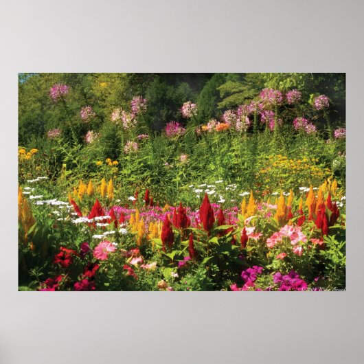 Wilde Bloemen Poster (Voorkant)