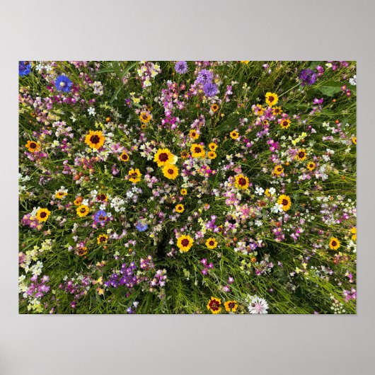 Wilde bloemen poster (Voorkant)