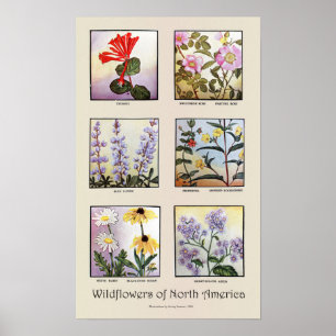 Wilde bloemen van Noord-Amerika [B] Poster