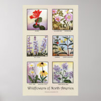 Wilde bloemen van Noord-Amerika [B]